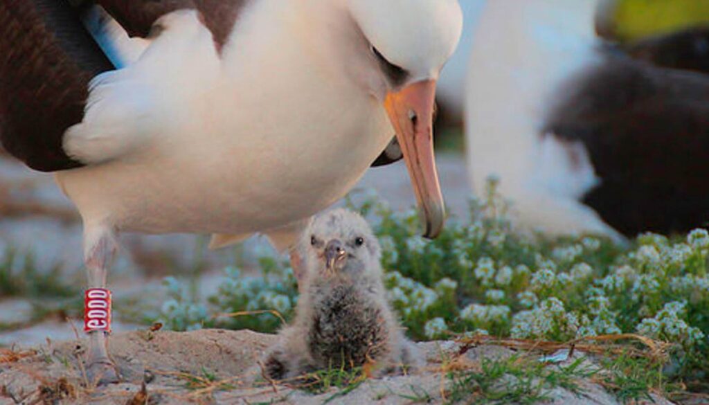 La longeva albatros que desafía la naturaleza. Con 74 años, Wisdom, el albatros más viejo jamás registrado, sigue criando y desafiando la ciencia. Su historia en el atolón Midway revela el impacto ambiental en las aves marinas