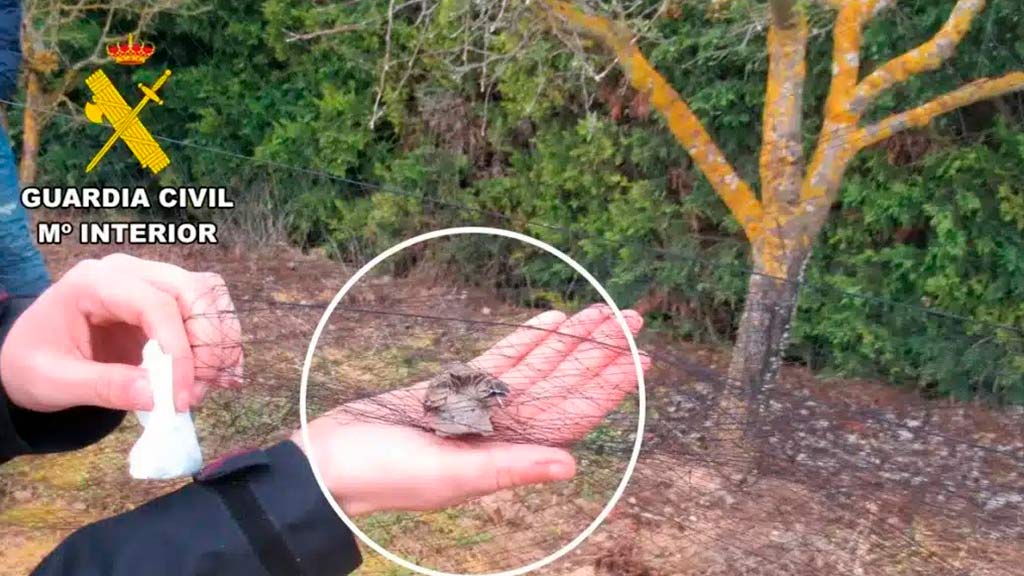 Descubren una red japonesa ilegal para capturar aves en Burgos: así actuó el SEPRONA para frenar el furtivismo en la comarca Odra-Pisuerga