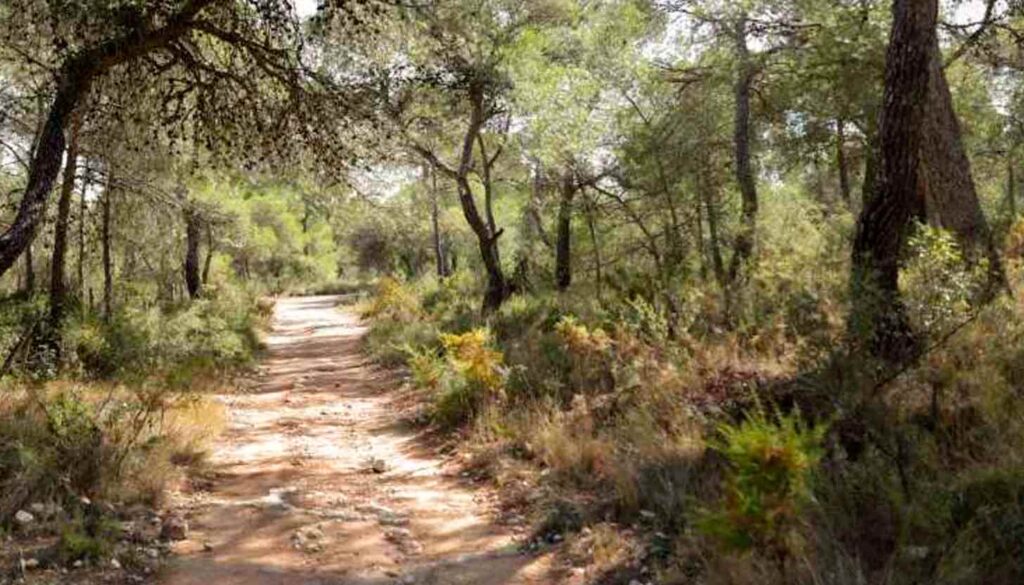 Crecen los bosques, avanza el desierto: la contradicción más coherente del paisaje valenciano