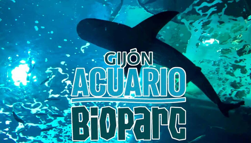 BIOPARC Acuario de Gijón: un océano de conocimiento frente al Cantábrico