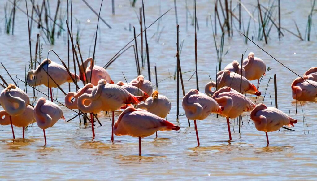 Doñana revive tras las lluvias, pero su acuífero sigue crítico. La Unesco ya sopesa incluirlo en la lista negra del Patrimonio Mundial. El renacer primaveral de Doñana es esperanzador, pero también engañoso: el deterioro estructural del acuífero continúa sin tregua.