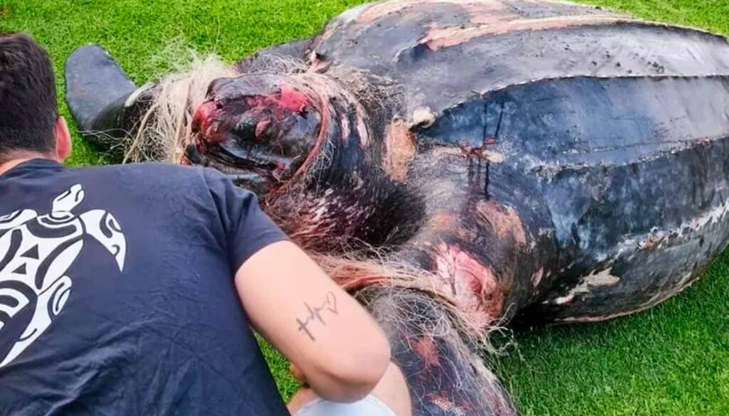 Una tortuga laúd de 400 kg apareció muerta en El Saler, atrapada por una red. ¿Fue pesca recreativa? El ejemplar de tortuga marina más grande del mundo fue hallado en Valencia, hay sospechas de redes abandonadas. Imagen Xaloc Mar