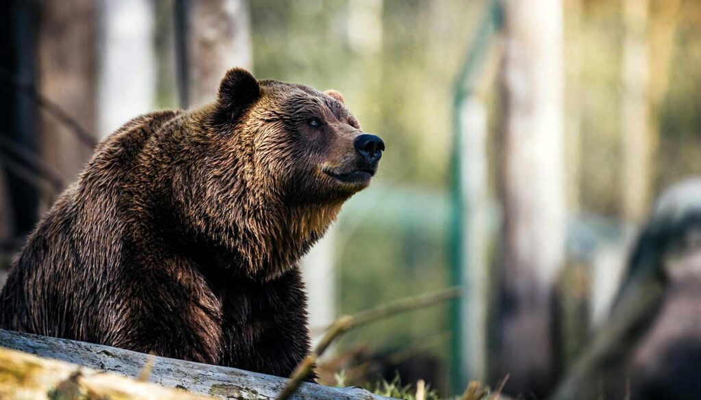 Oso pardo. La UE planea integrar el programa LIFE en un fondo macroeconómico y pone en riesgo décadas de conservación de especies emblemáticas. El lince y el oso podrían quedar sin fondos si LIFE desaparece: Bruselas lo integra en un nuevo fondo económico.