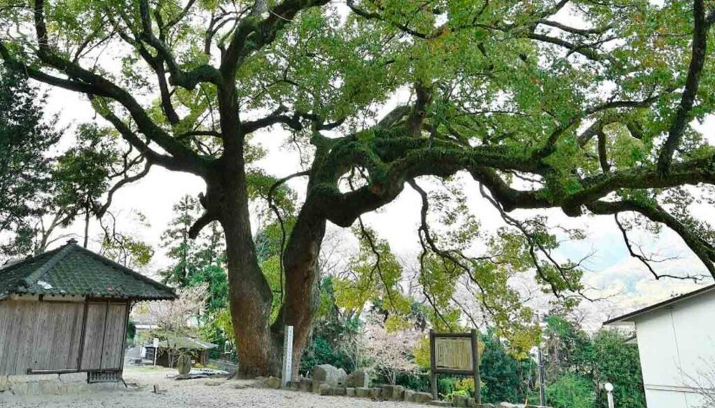 Dos árboles de 500 años sobrevivieron a la bomba atómica de Nagasaki y hoy son símbolo de resistencia y paz. Árboles milenarios vencieron al apocalipsis nuclear en Nagasaki. Su historia sigue viva ocho décadas después.