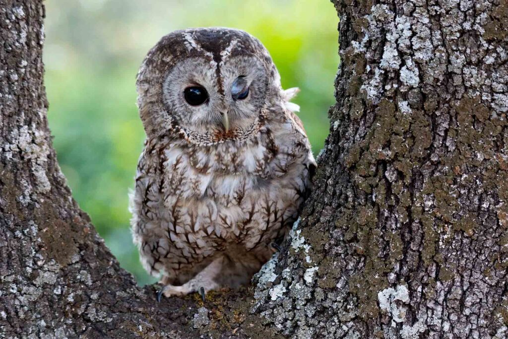 Actividades de naturaleza en Andalucía: fotografía de fauna, educación ambiental y experiencias personalizadas en Sierra Morena. Explora la biodiversidad cerca de Córdoba con La Mironera